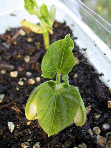 Take me to your leader!