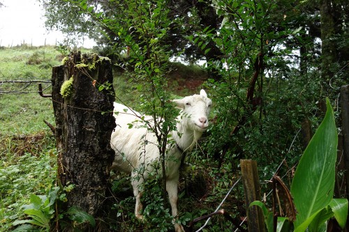 Flood or no flood, our goat is still a dodgy beast